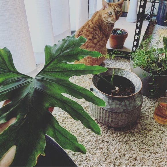 Meet your Posher, Megan - Picture 3 of 8